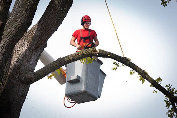 Best Tree Preservation Services  in Seaford, DE