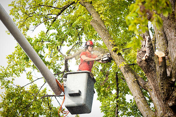 Best Storm Damage Tree Cleanup  in Seaford, DE