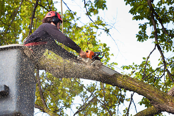 Best Hedge Trimming  in Seaford, DE